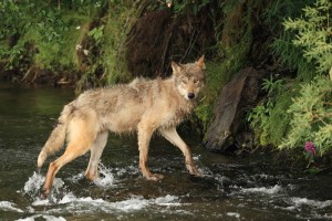 Grey Wolf Waking in River