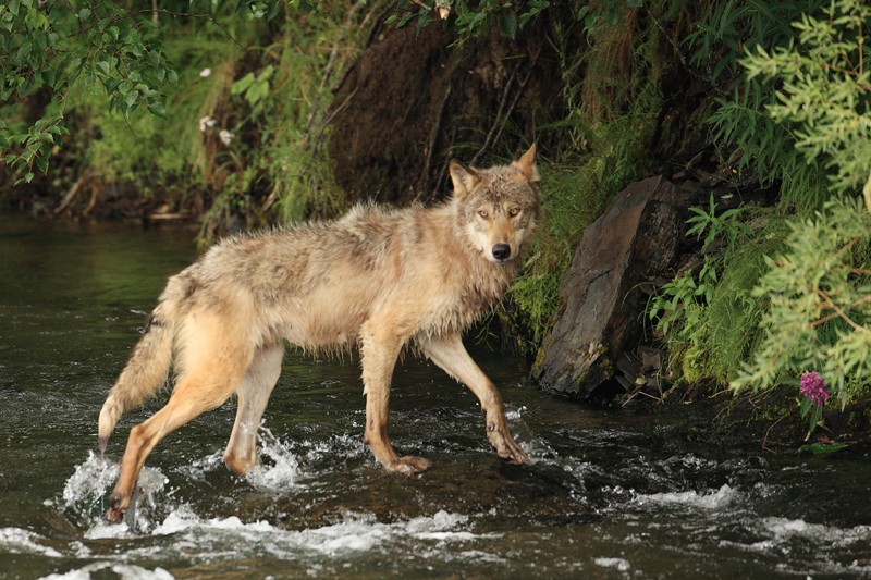 Grey Wolf Gallery