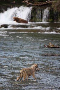 Grey Wolf approaches Bear causiously