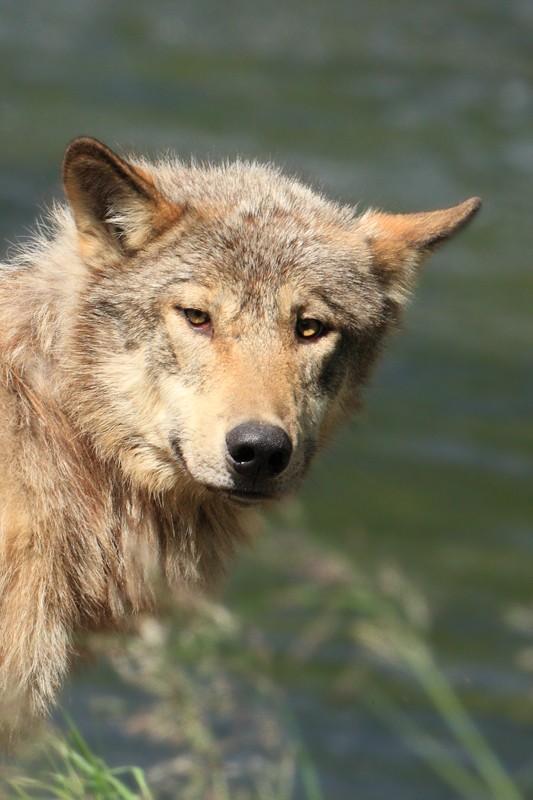 Wolf Portrait in Alaska