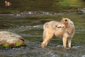 Grey Wolf Standing in River