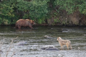 Wolf watches Brown Bear