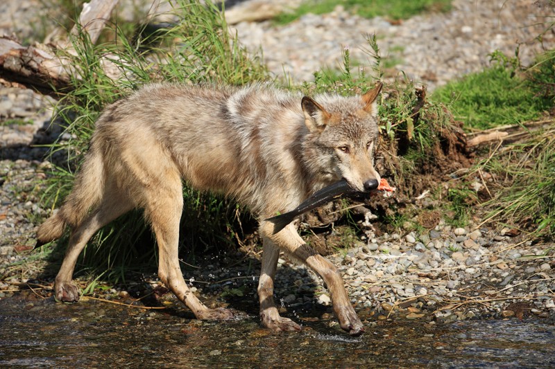 Grey Wolf with Salmon