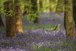 Bluebell Forrest