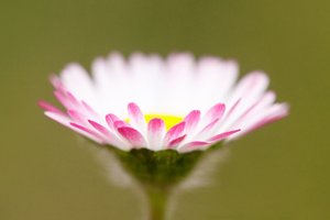 Common Daisy