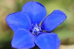 Spring Gentian