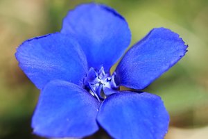 Spring Gentian