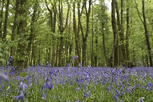 Field of Bluebells