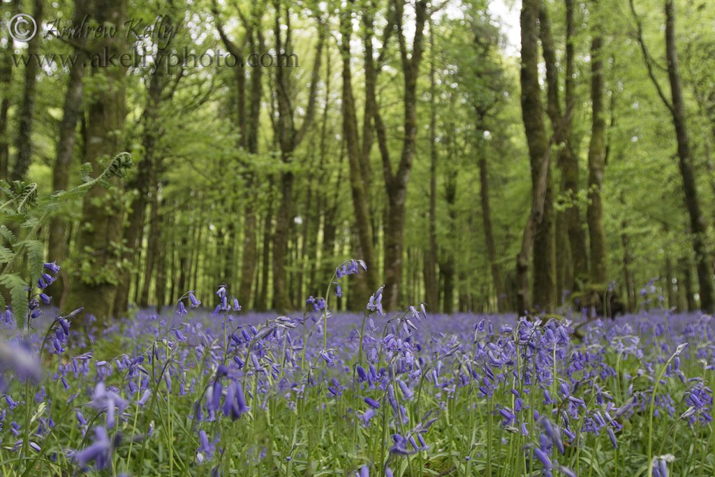 Field of Bluebells