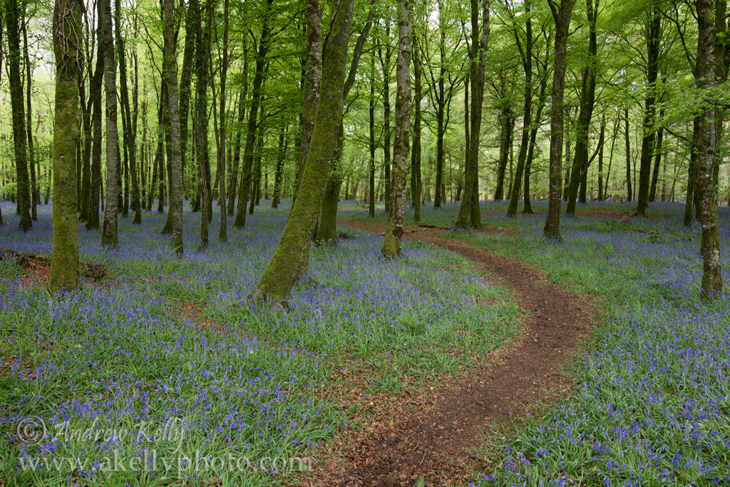Path through Bluebells