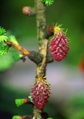 European Larch