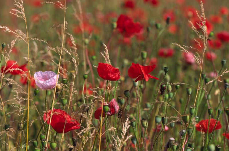 Poppy Meadow