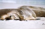 Australian Sea Lion