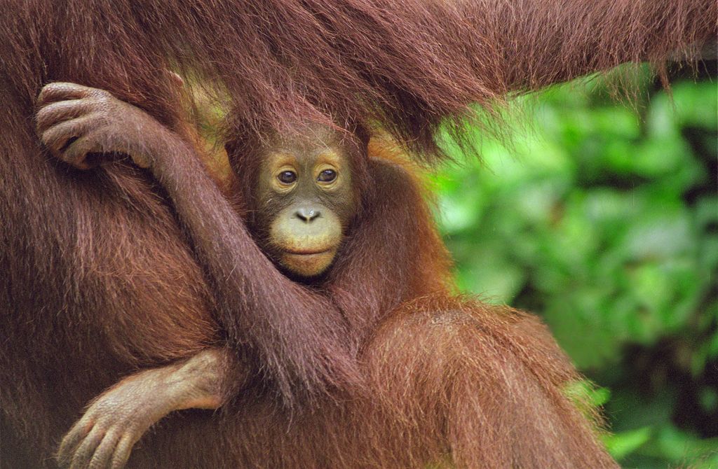 Orangutan and Baby in Sepilok Borneo