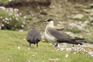 Arctic Skuas Eating Egg