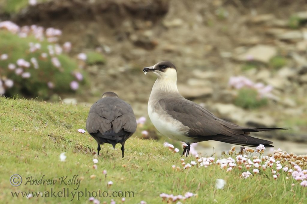 Arctic Skuas Eating Egg