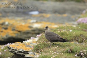 Arctic Skua