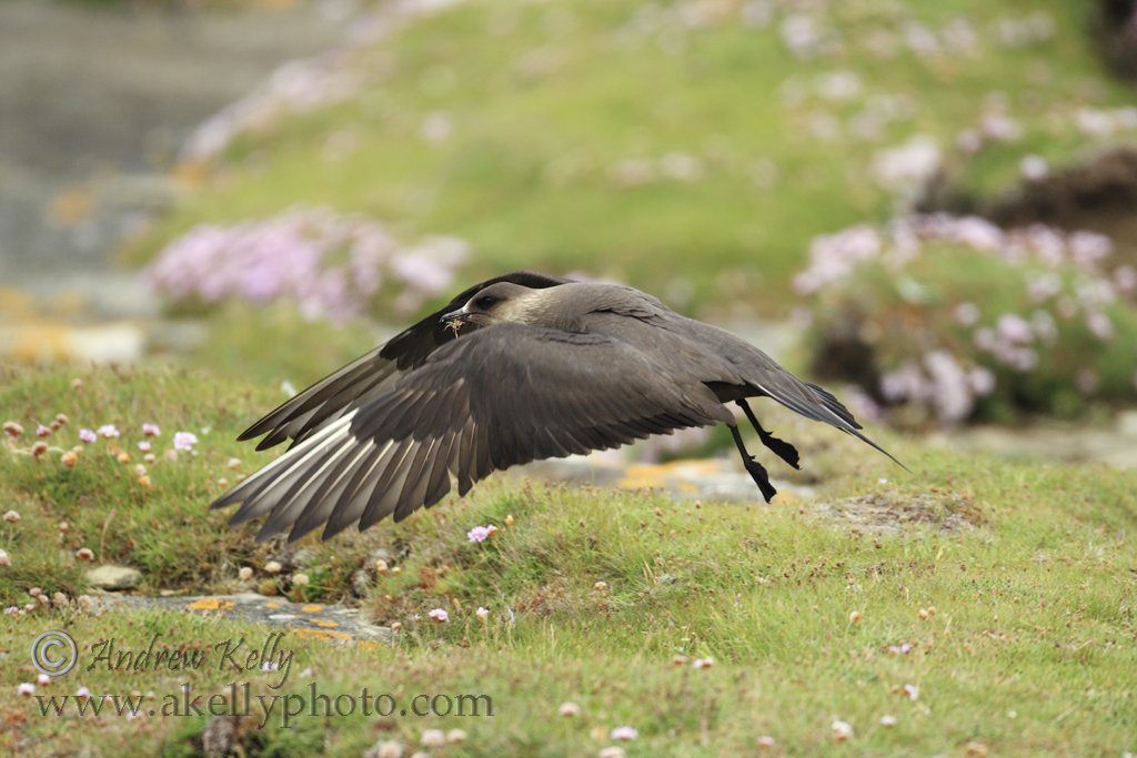 Arctic Skua Takes Flight