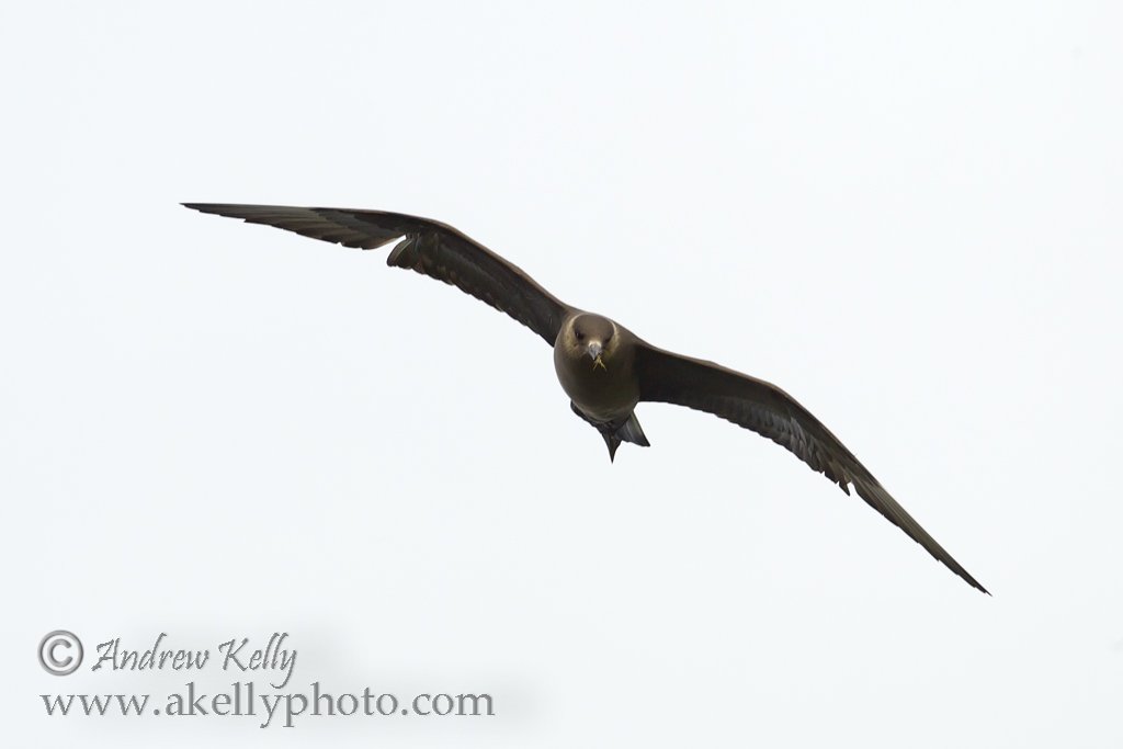 Arctic Skua Flying