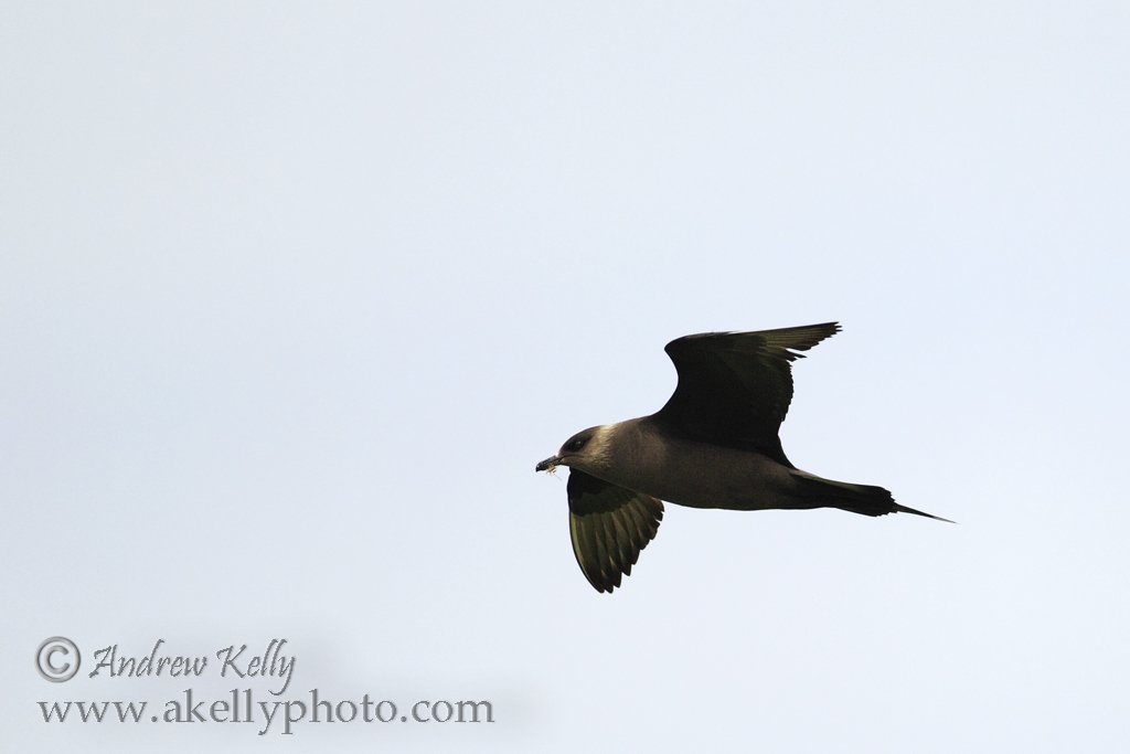Arctic Skua in Flight