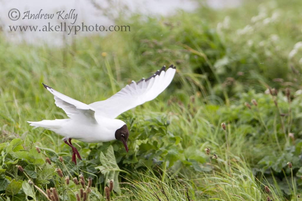 Black-headed Gull Hovering