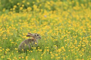 Brown Hare in Buttercups
