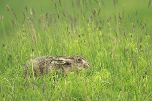 Brown Hare in Grass