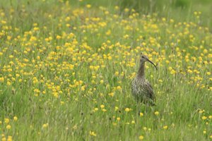 Curlew in Buttercup Meadow