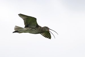 Curlew in Flight