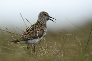 Dunlin Calling
