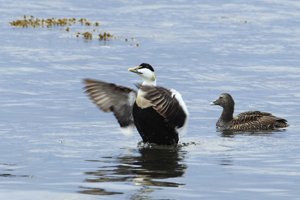 Eider Duck Stretching Wings