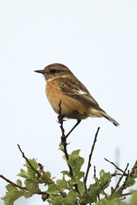 Female Stonechat