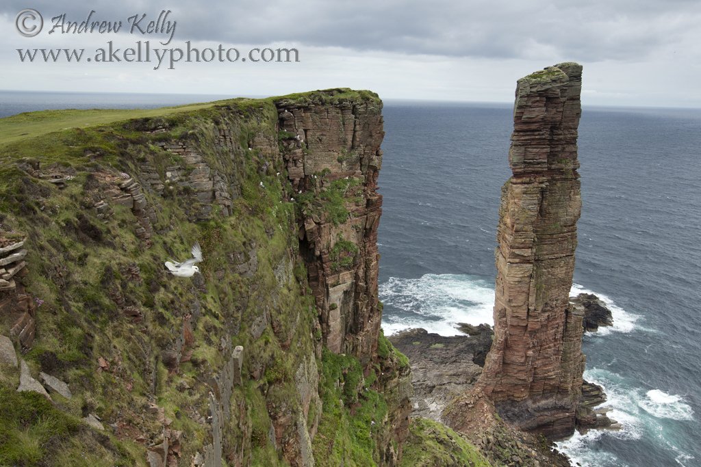 Fulmar Flying by Old Man of Hoy