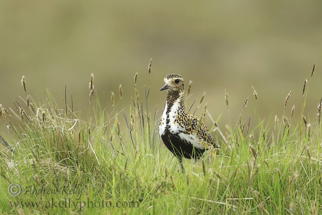 Golden Plover in the Grass