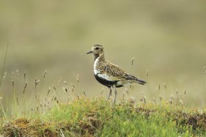 Golden Plover on Heather