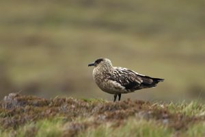 Great Skua on Grass
