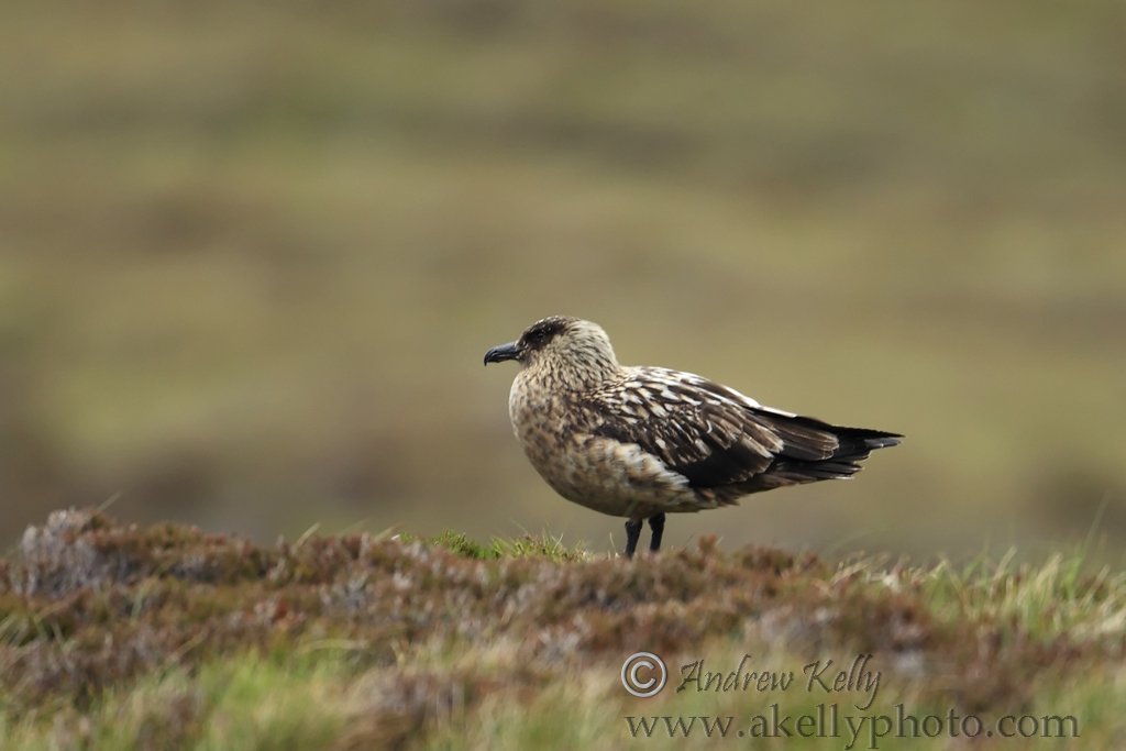 Great Skua on Heather