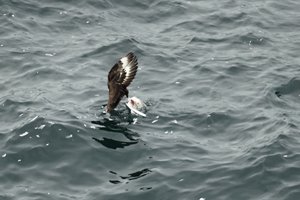 Great Skua Eating Gull