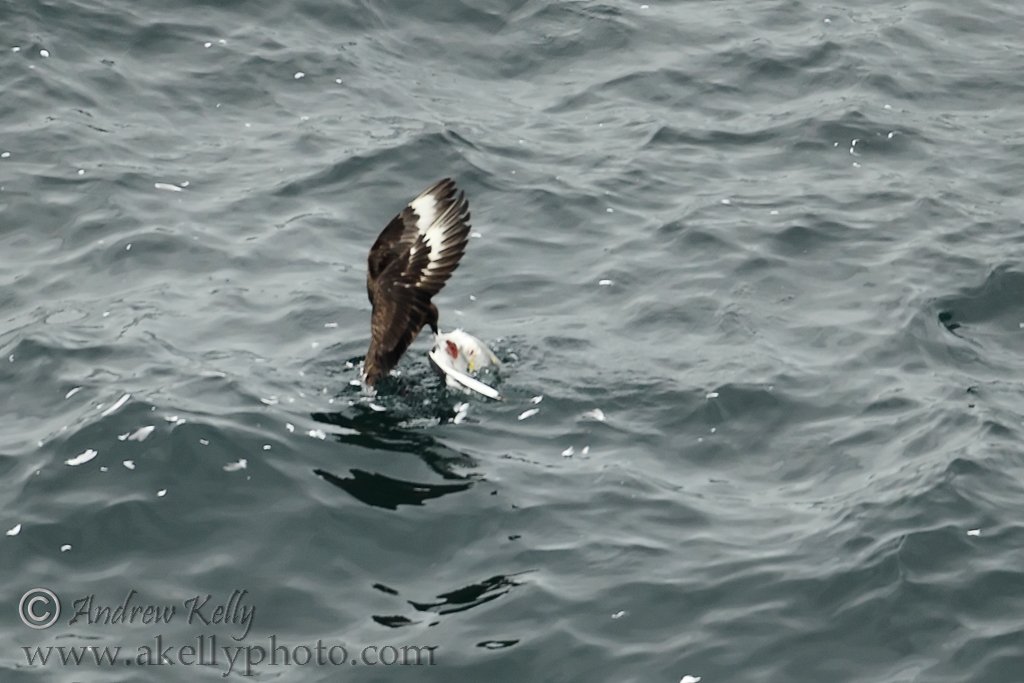 Great Skua Eating Gull