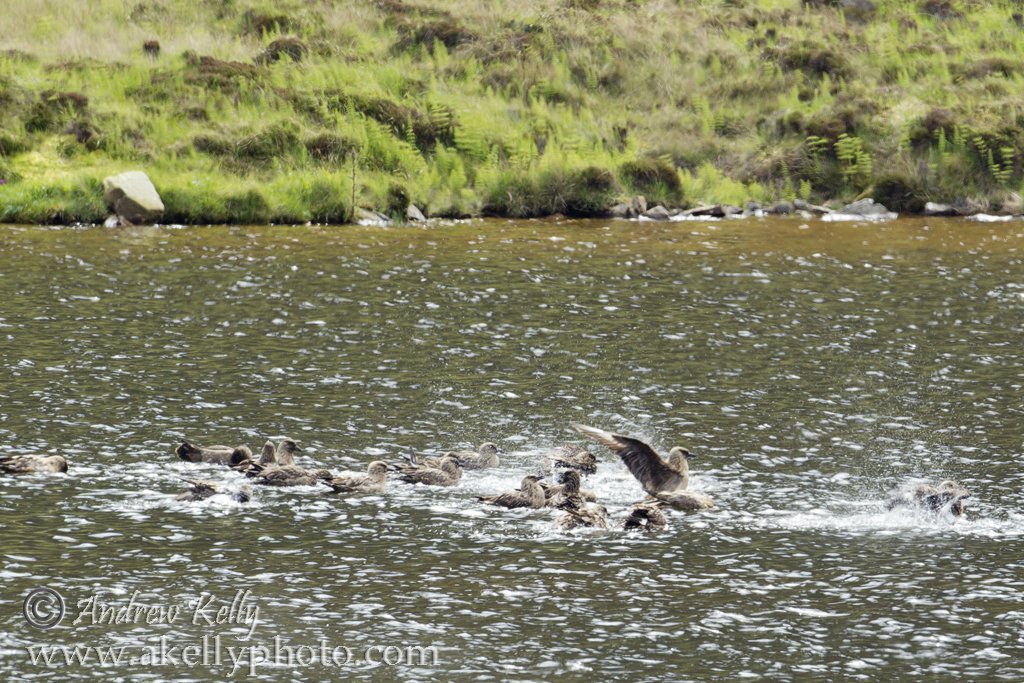Arctic Skuas Bathing