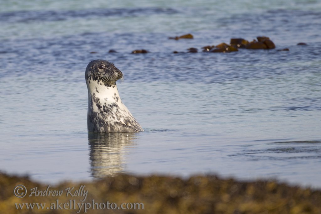Grey Seal Popping Head Out of Water to Investigate