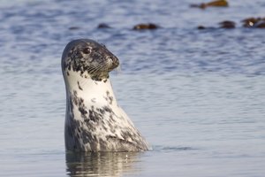 Orkney Wildlife Gallery
