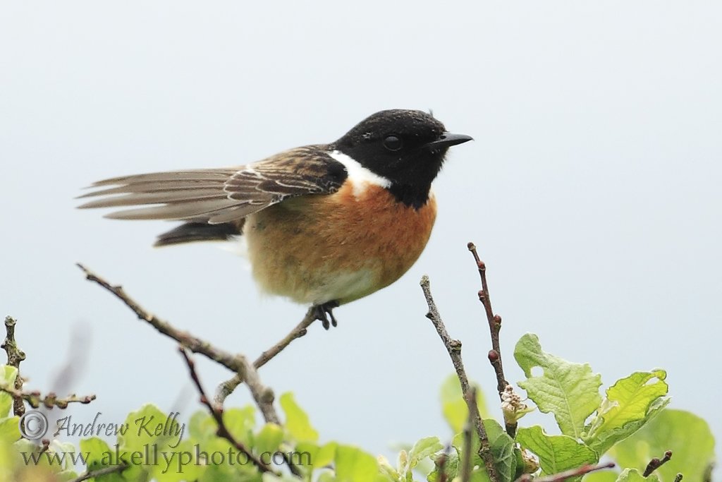 Male Stonechat Wings spread