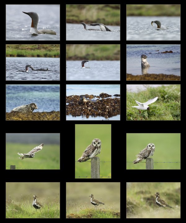 Orkney Gallery