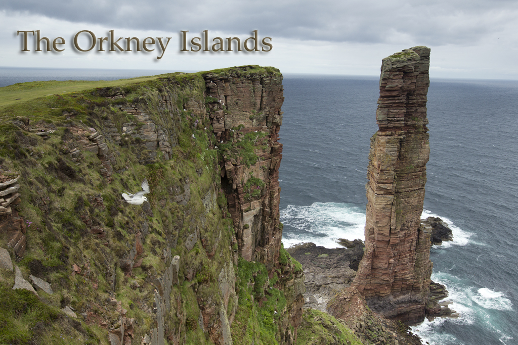 Old Man of Hoy and Fulmar