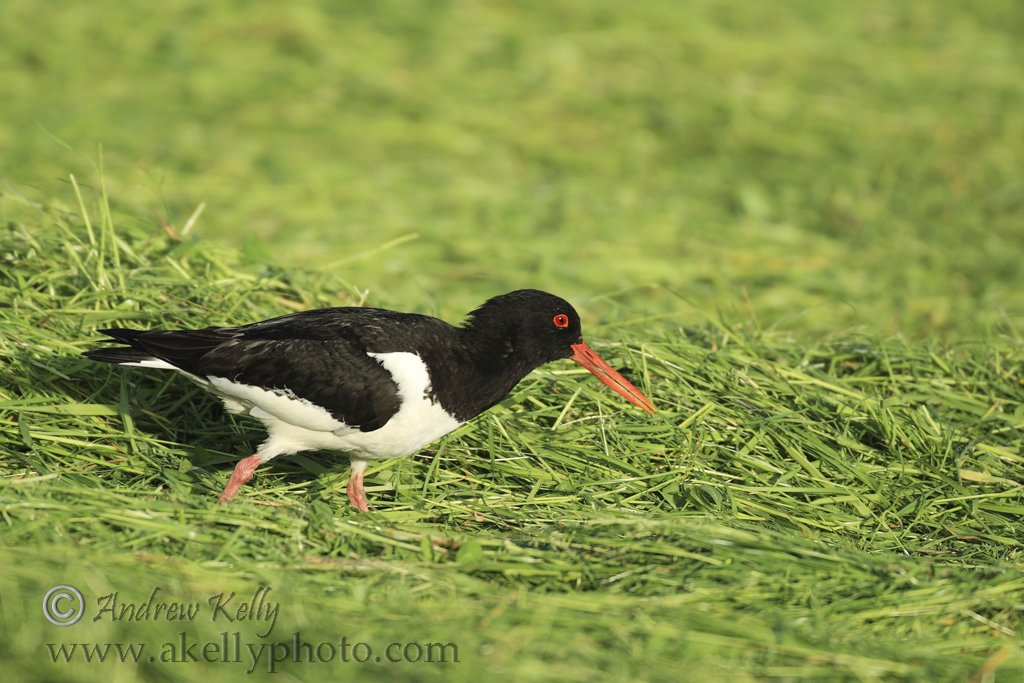 Oystercatcher Searches Grass for chick