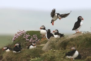 Puffin Colony
