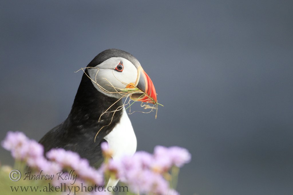 Puffin with Grass in Bill
