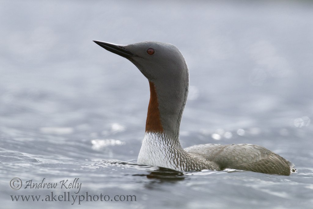 Red-throated Diver on Lake
