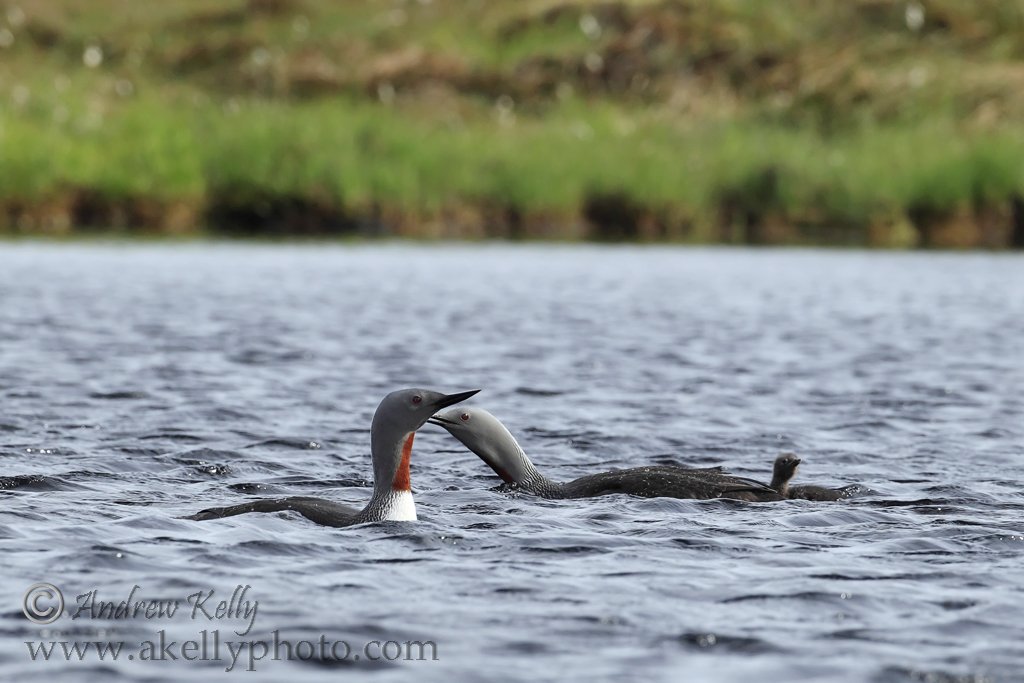 Orkney Islands 2013